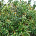 Buddleja globosa (2)